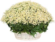 Цветочная композиция из Ромашки в корзине #REPLACE_PRED# Никитское